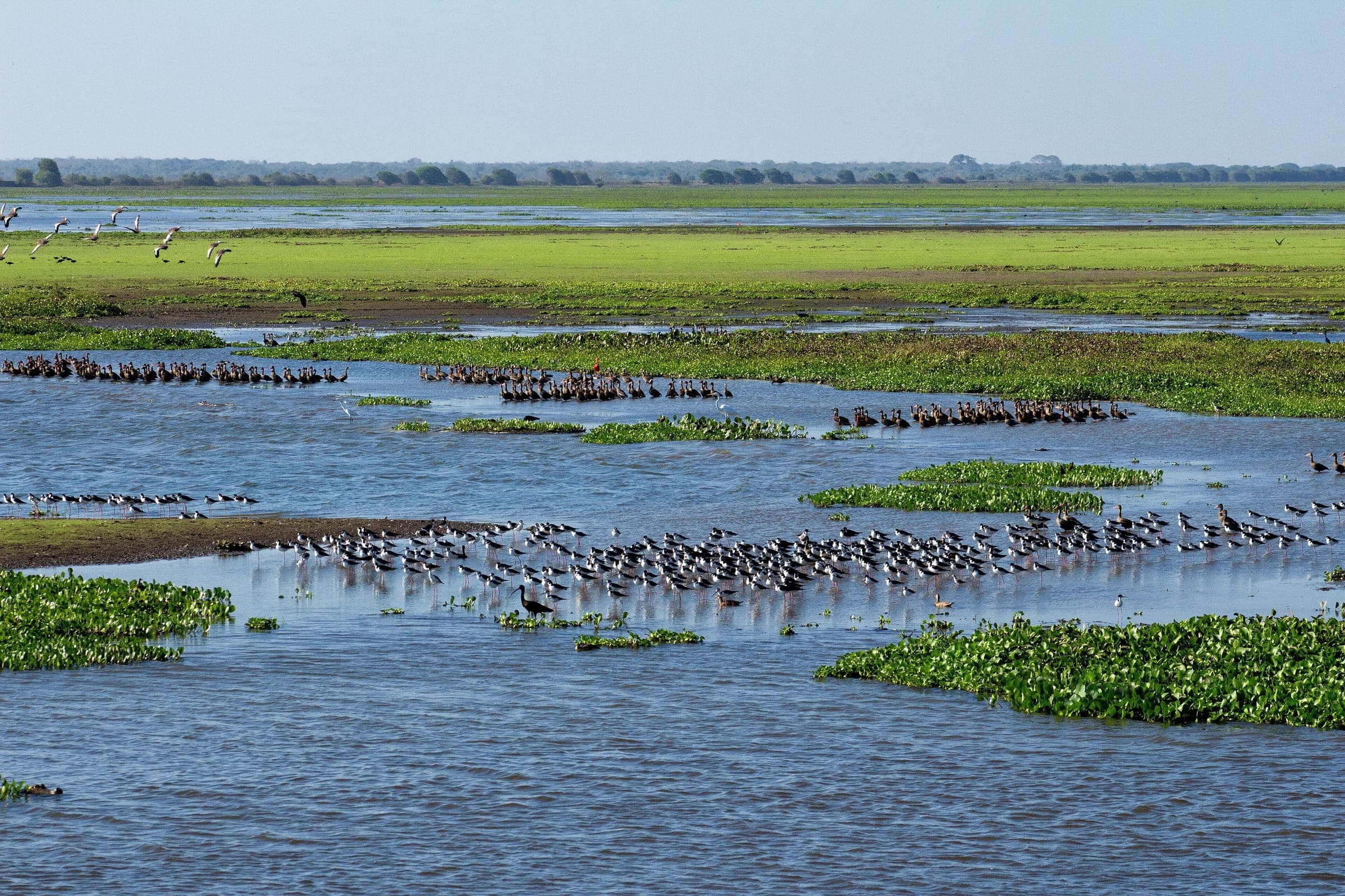 Sabana inundada del estado Apure, con bandadas de aves posadas sobre el agua y la línea del llano en el horizonte