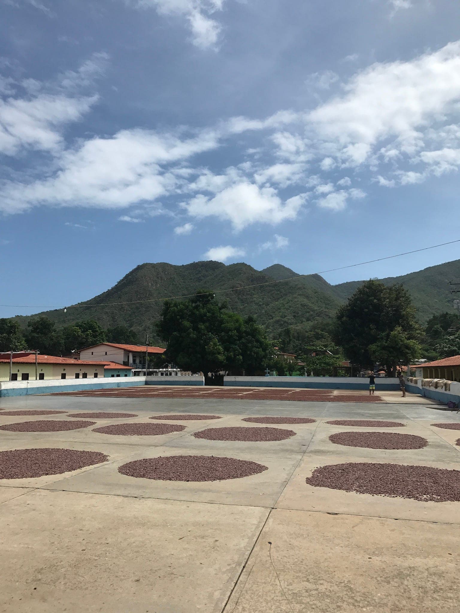 Granos de cacao secándose al sol en el patio del pueblo de Chuao, estado Aragua