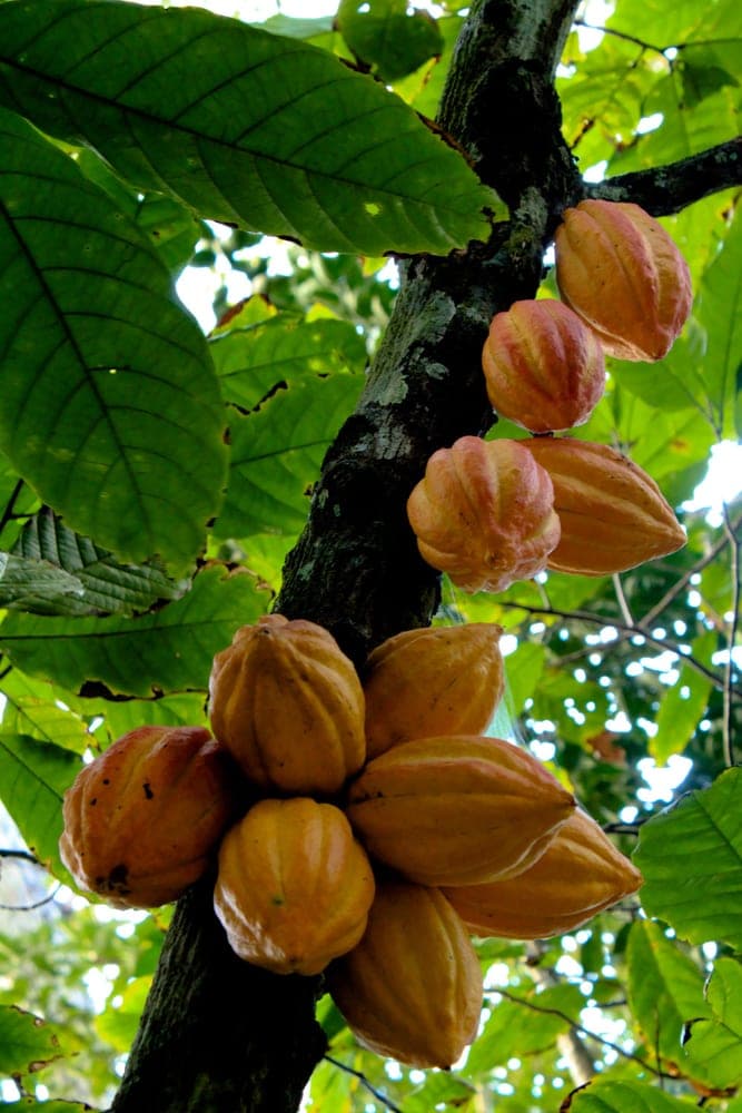 Mazorcas maduras de cacao en el tronco, en la península de Paria