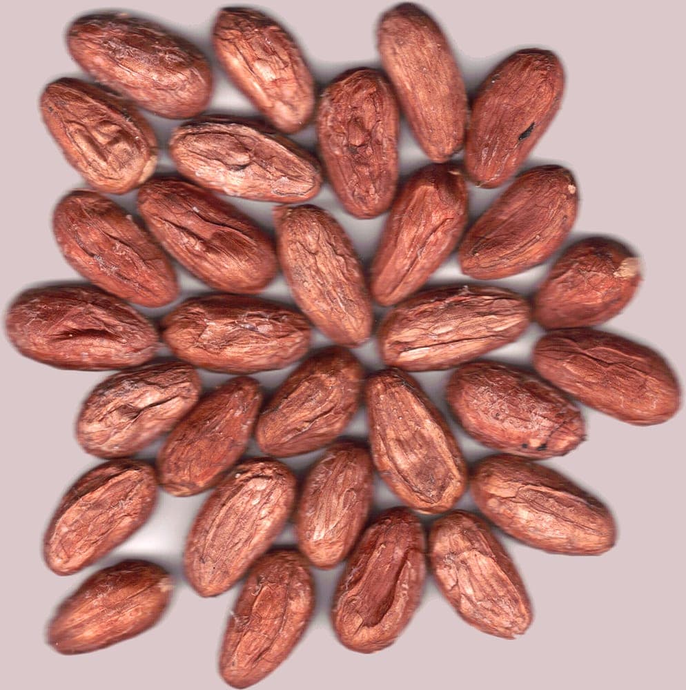 Granos de cacao cultivado en Santa Apolonia, en el Sur del Lago merideño