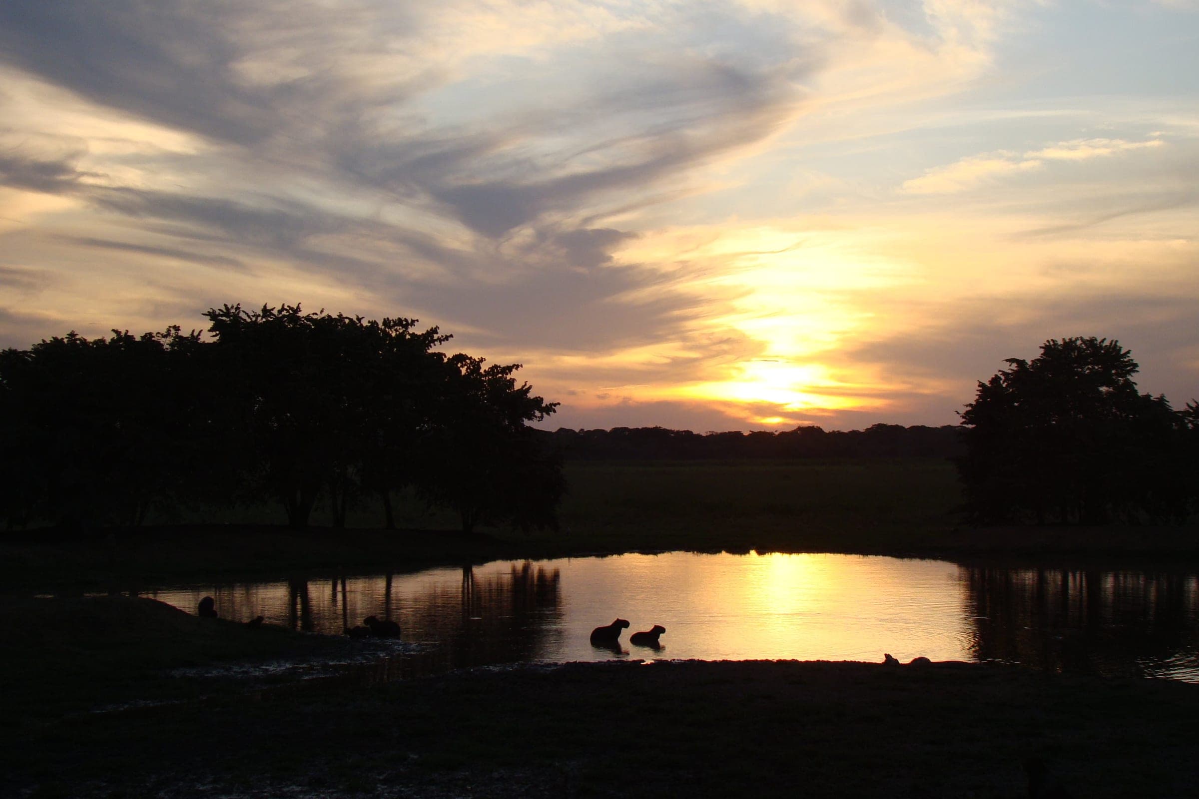 Atardecer sobre una laguna del hato Piñero, con chigüires en el agua y la sabana de Cojedes al fondo