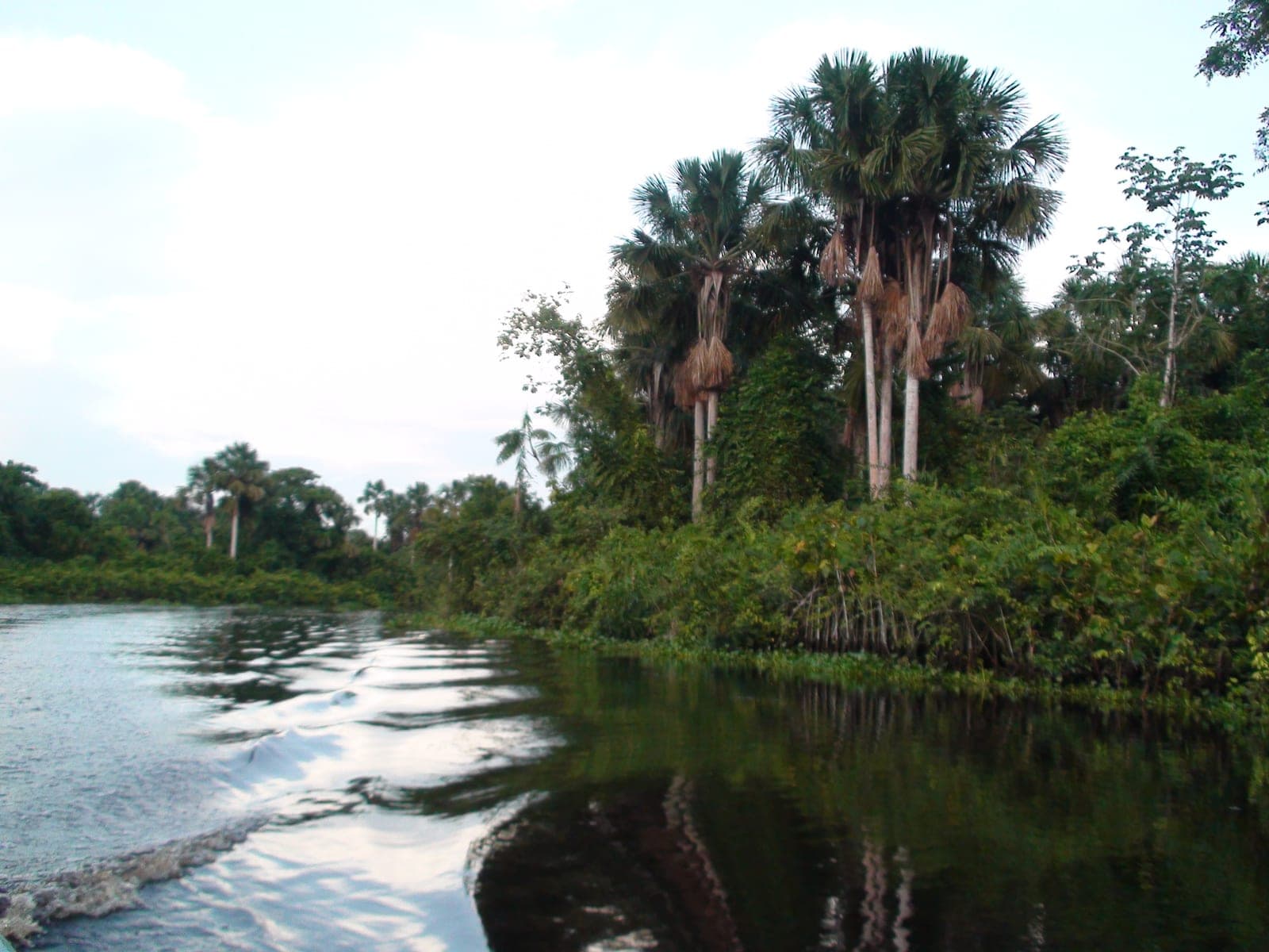 Caño del delta del Orinoco entre palmas de moriche