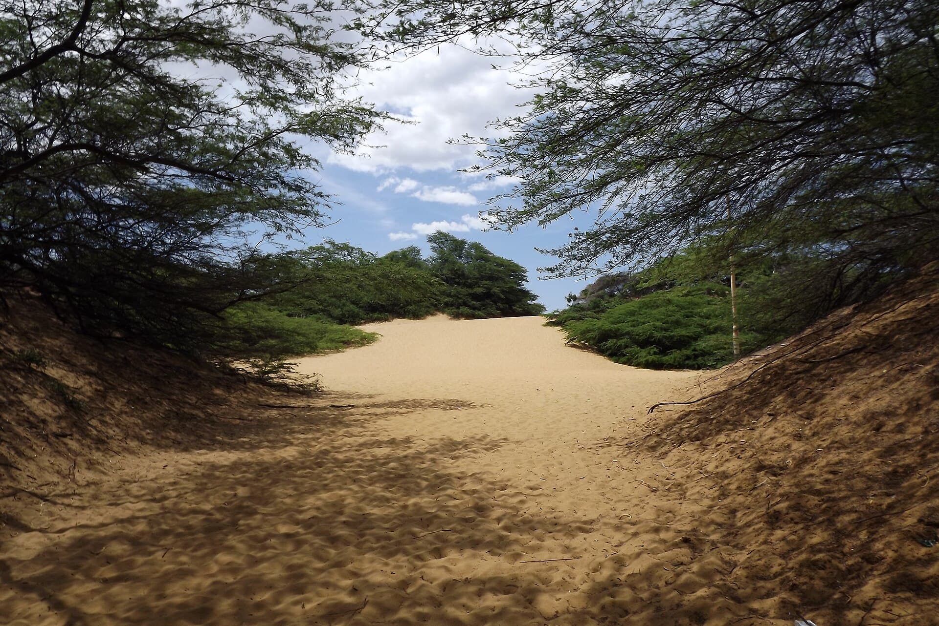 Sendero entre cujíes a la entrada del Parque Nacional Médanos de Coro