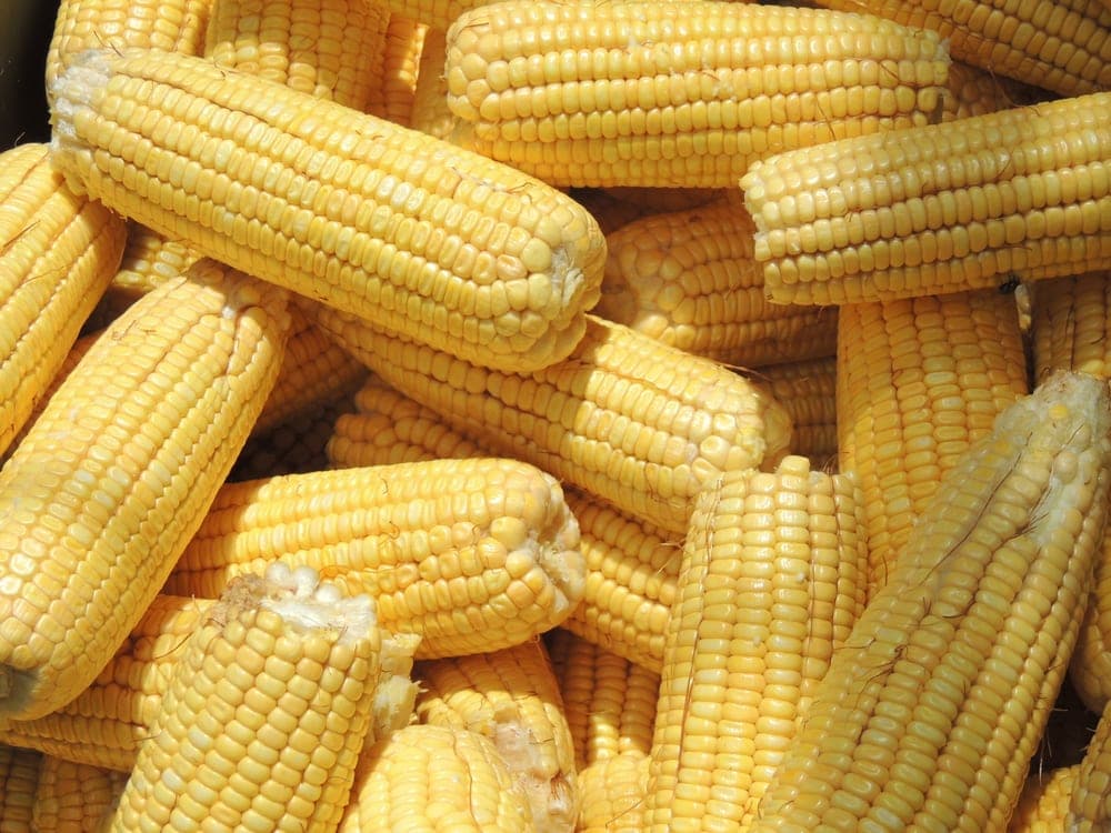 Mazorcas de maíz amarillo peladas