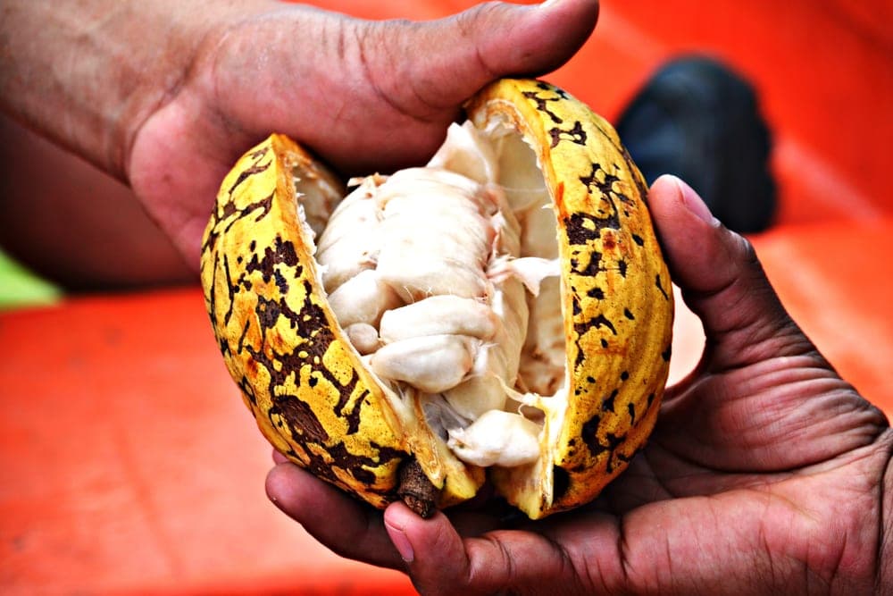 Mazorca de cacao abierta con sus granos, en Delta Amacuro