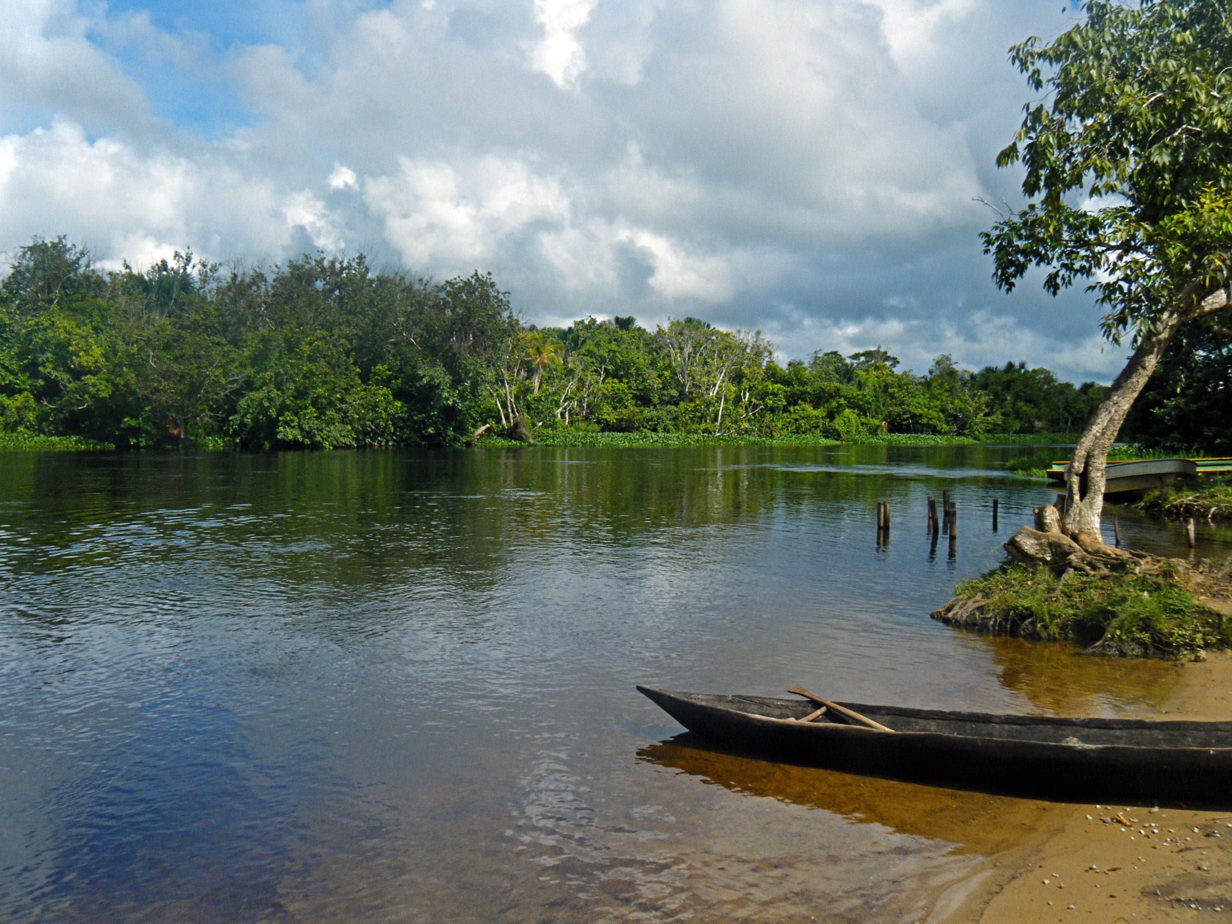 El río Morichal Largo con una curiara varada en la orilla de arena y el bosque de moriches en la otra ribera, estado Monagas