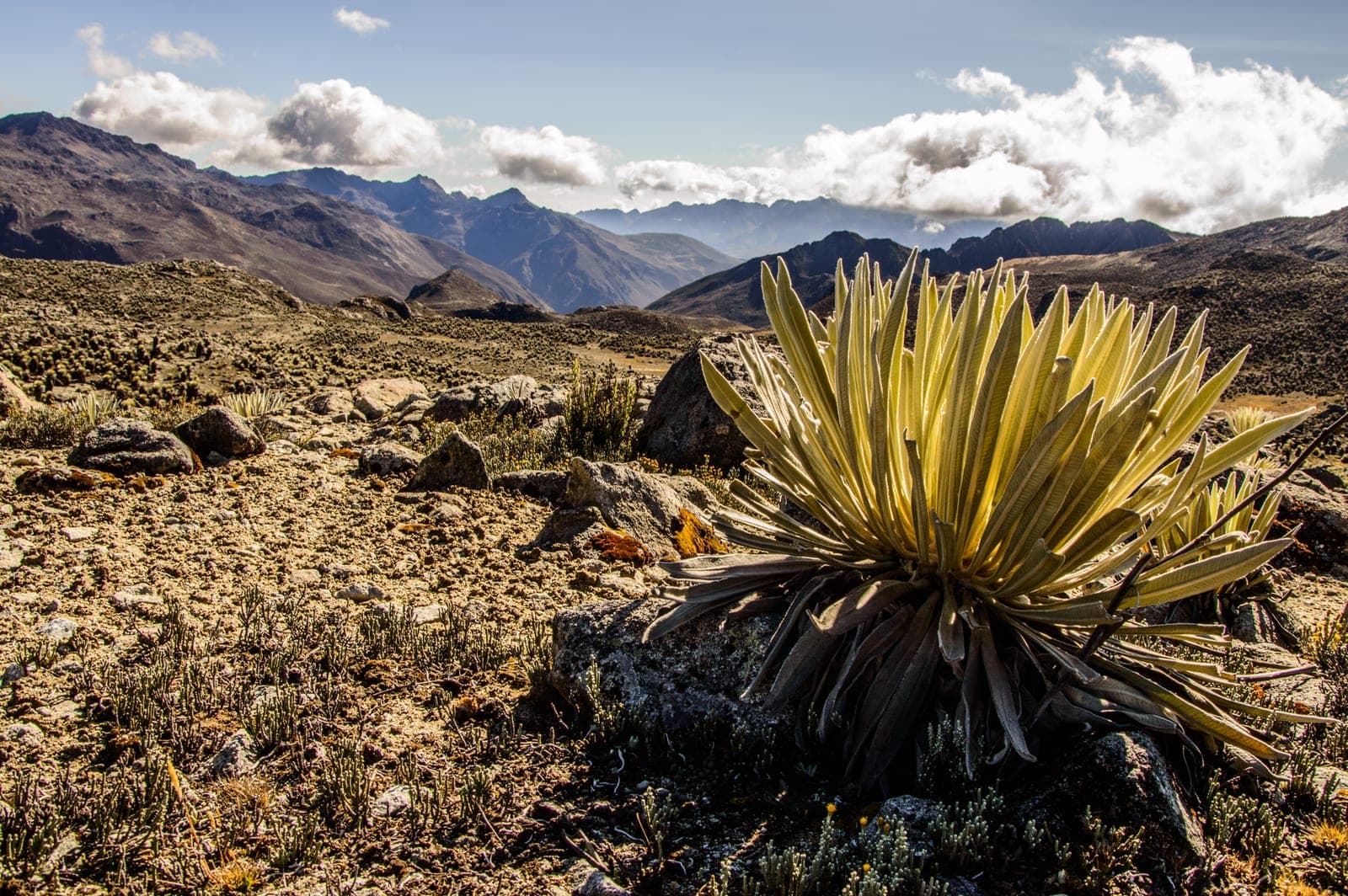 Frailejones en un páramo de los Andes venezolanos