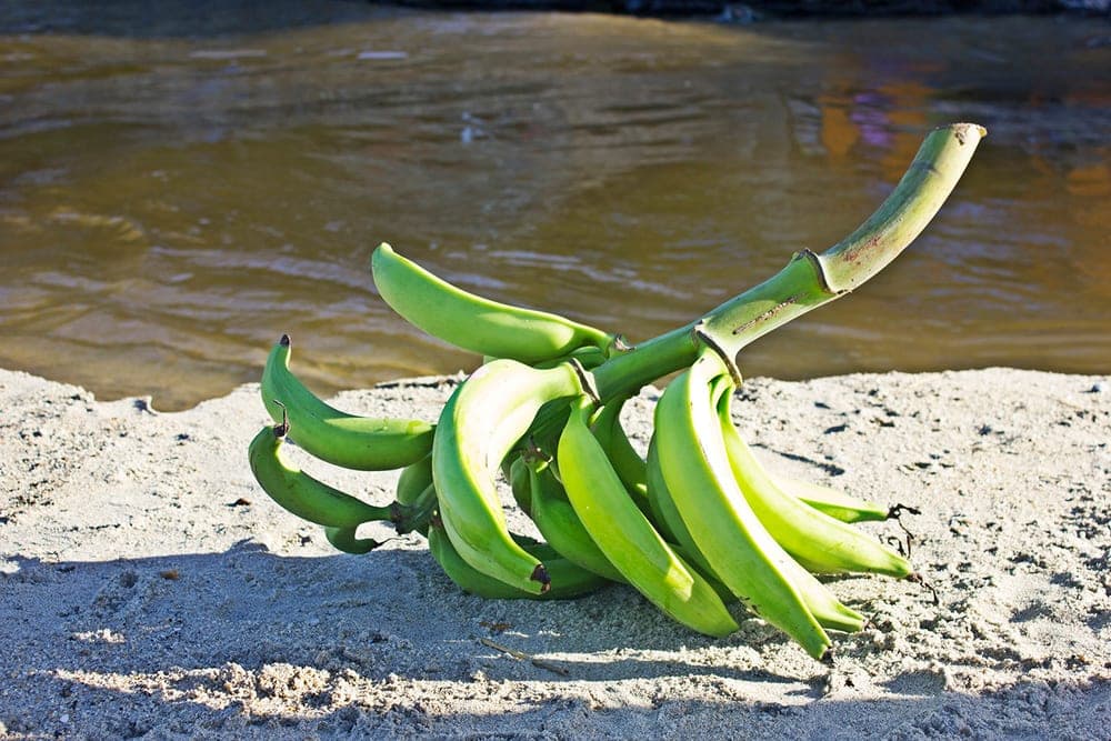 Racimo de plátanos verdes a orillas del río de Chuao