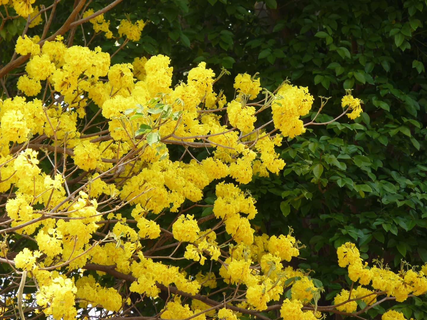Araguaney · Handroanthus chrysanthus