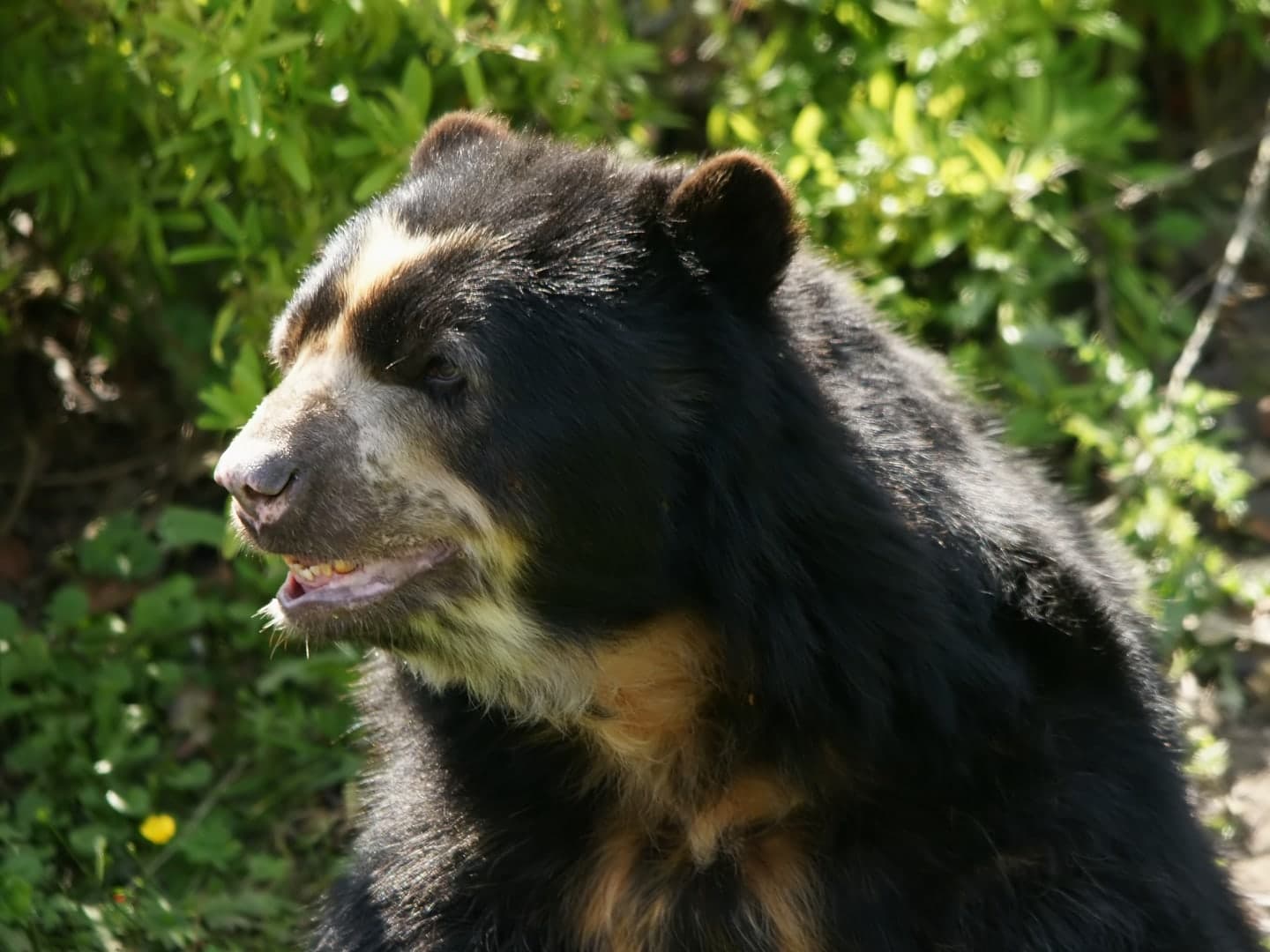 Oso frontino · Tremarctos ornatus