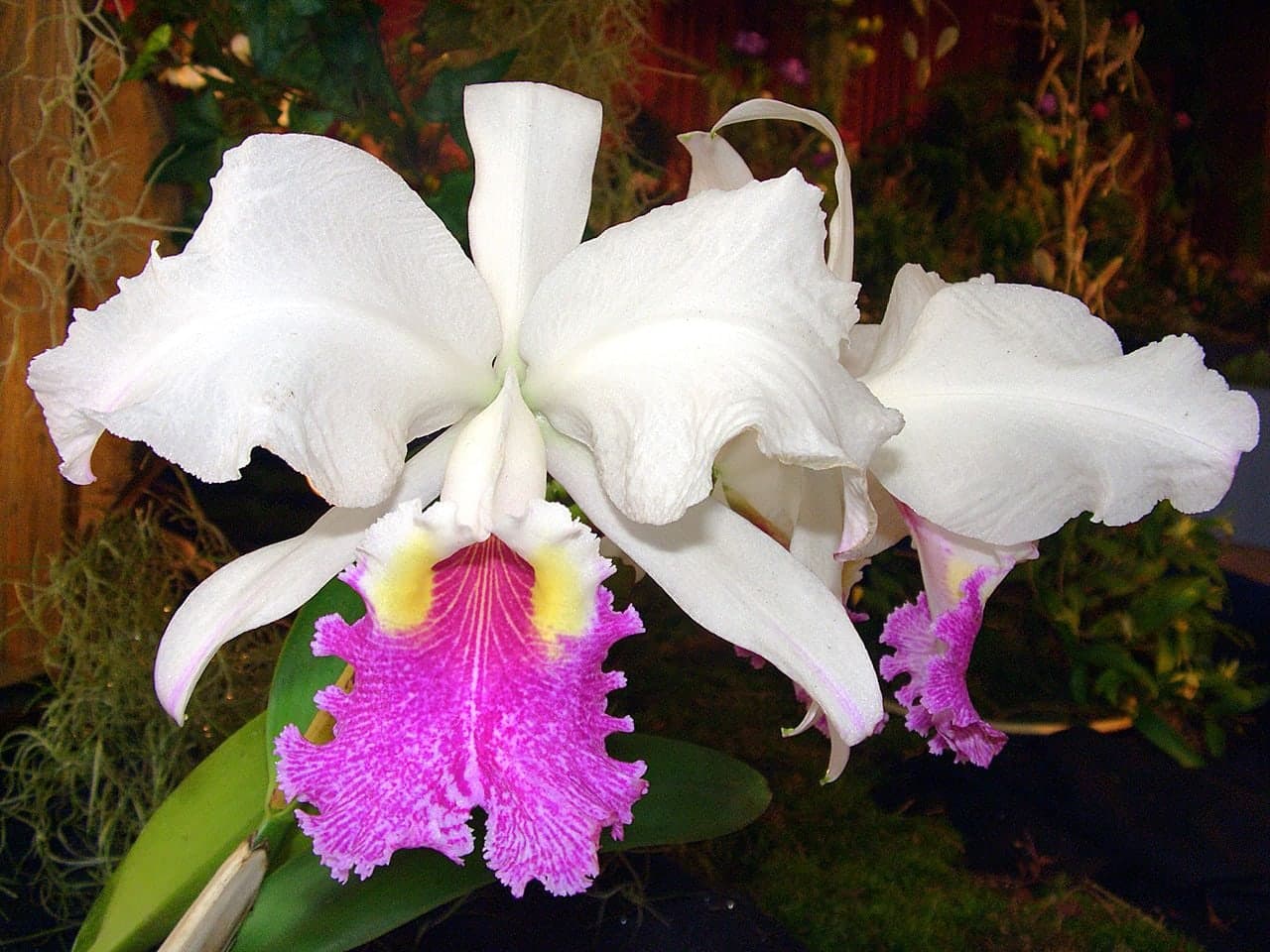 Orquídea de la costa · Cattleya lueddemanniana