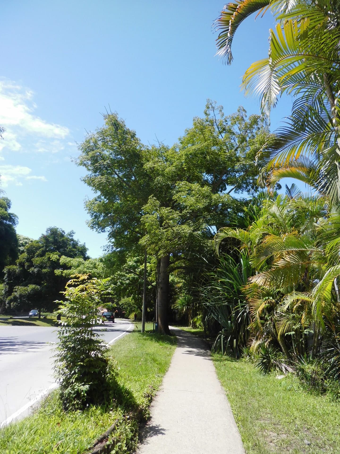 Ceiba · Ceiba pentandra