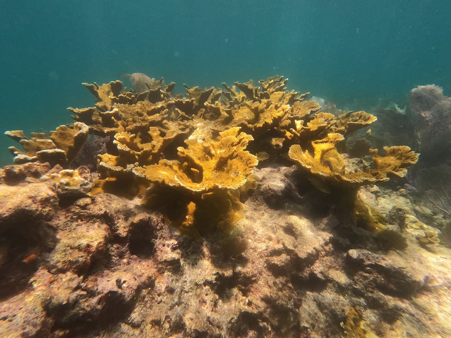 Coral cuerno de alce · Acropora palmata