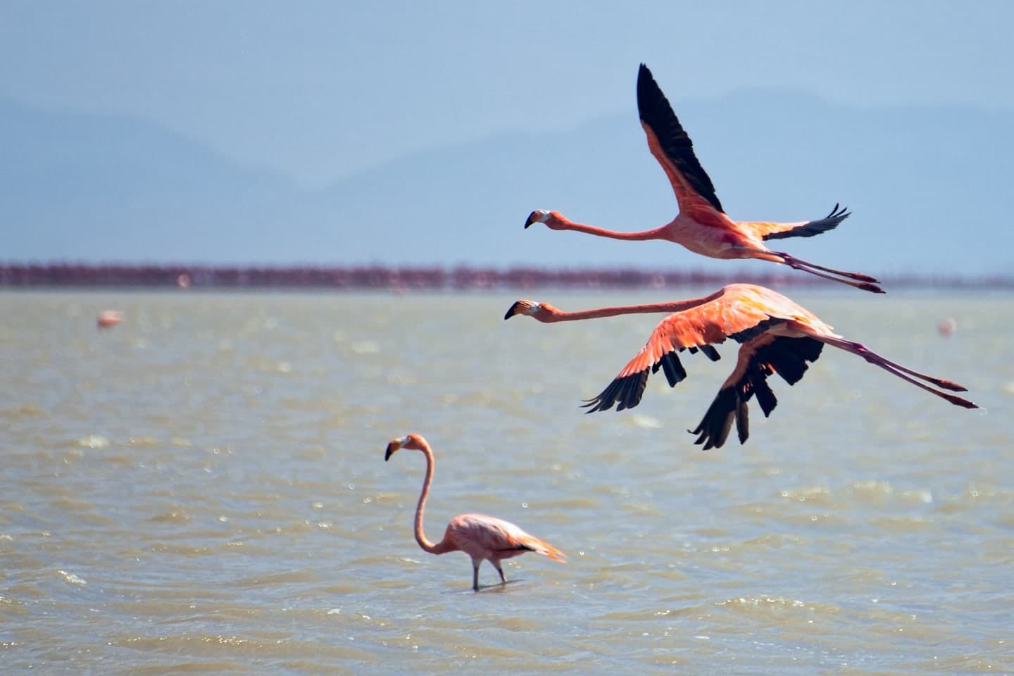 Flamenco del Caribe · Phoenicopterus ruber