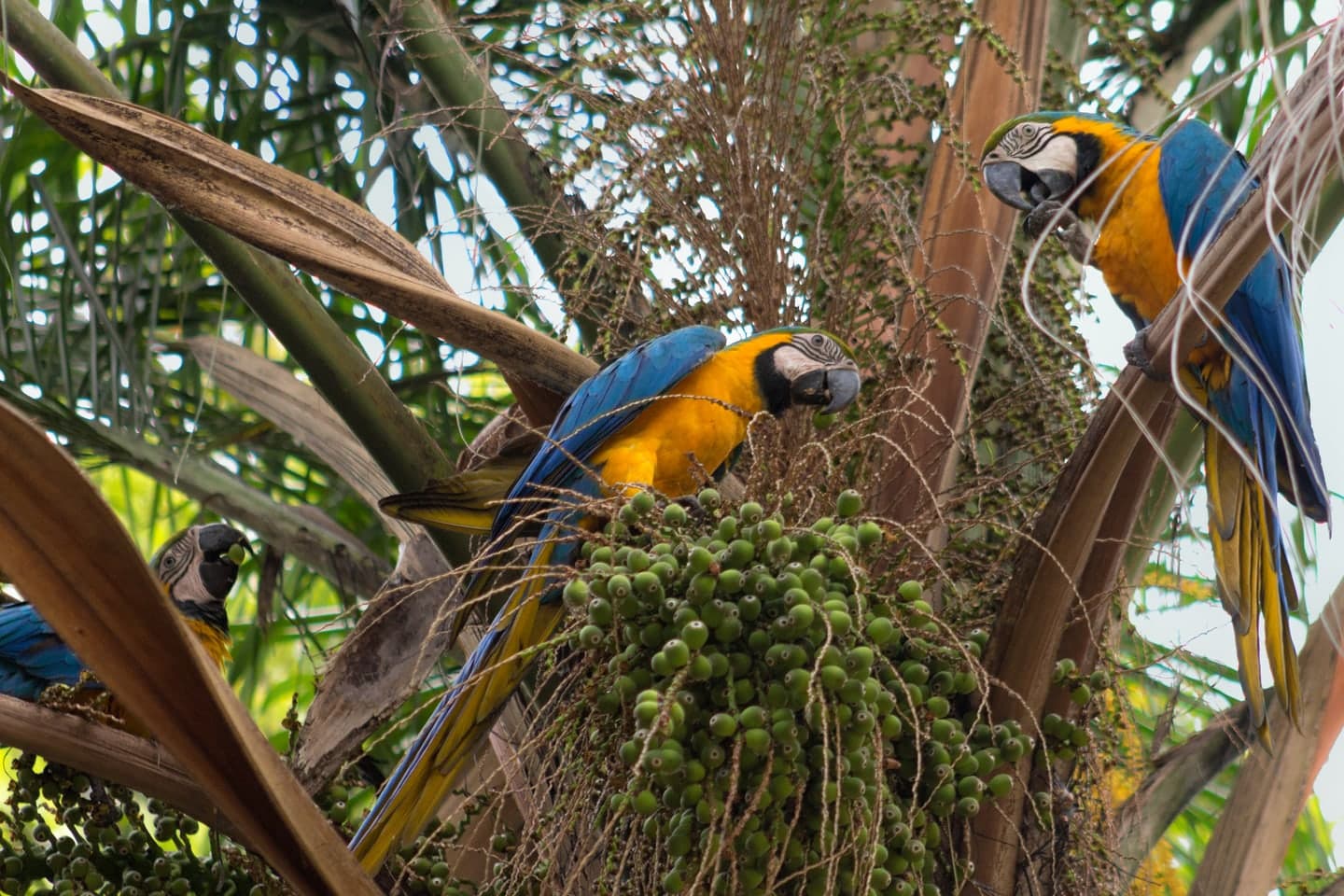 Guacamaya azul y amarilla · Ara ararauna