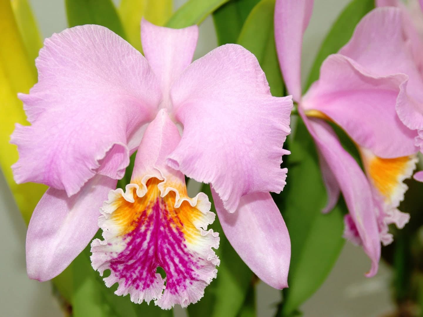 Flor de mayo · Cattleya mossiae