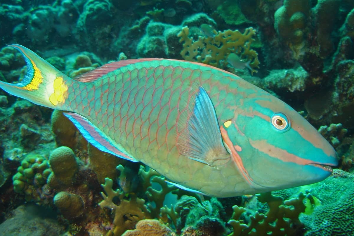 Pez loro · Sparisoma viride