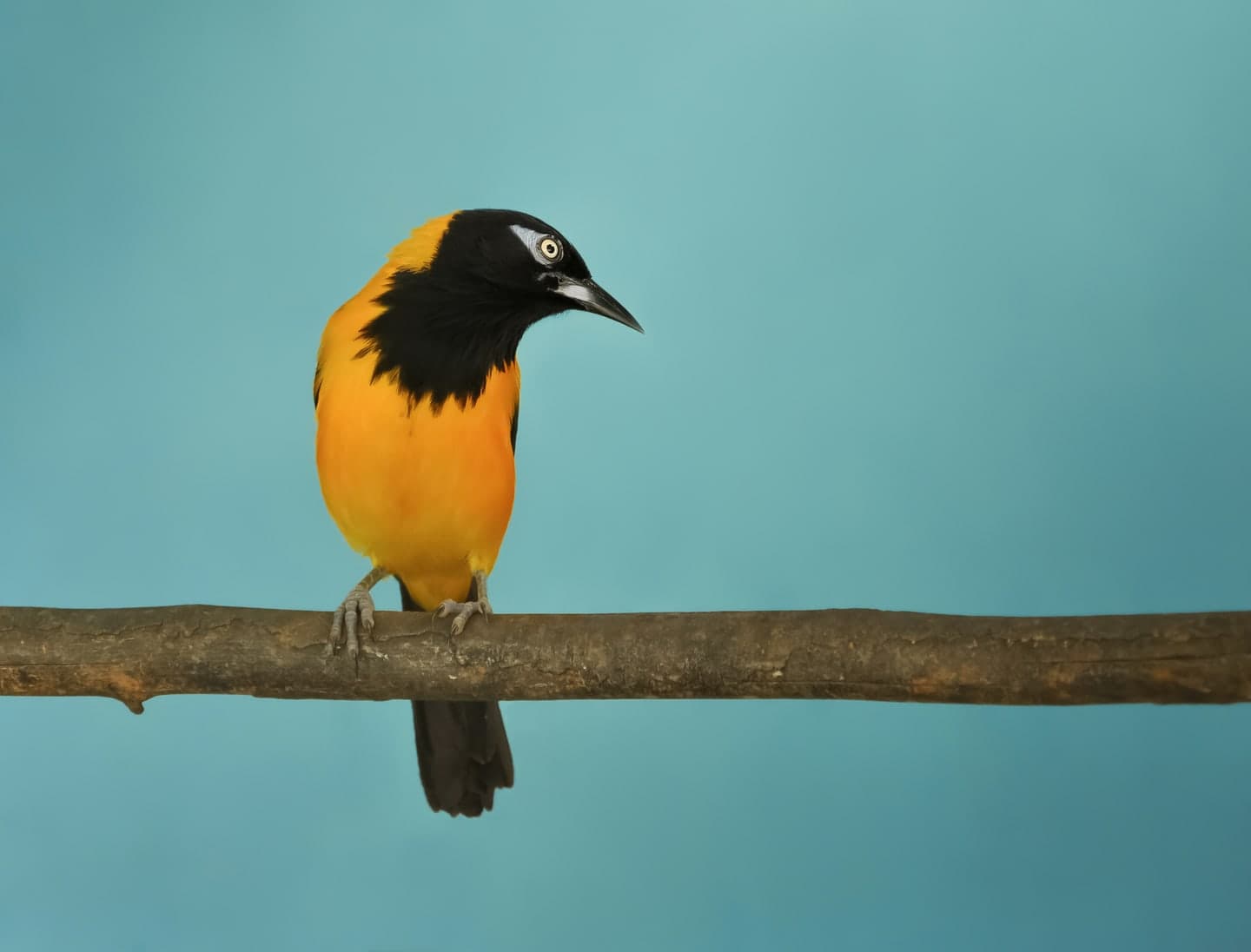 Turpial · Icterus icterus