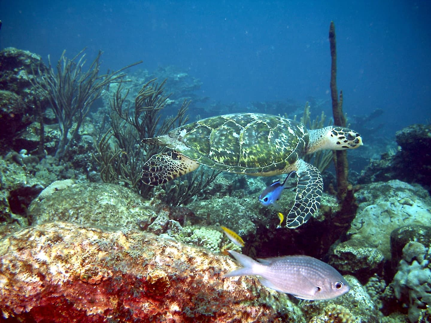 Tortuga carey · Eretmochelys imbricata
