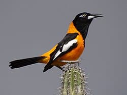 Turpial, ave nacional de Venezuela