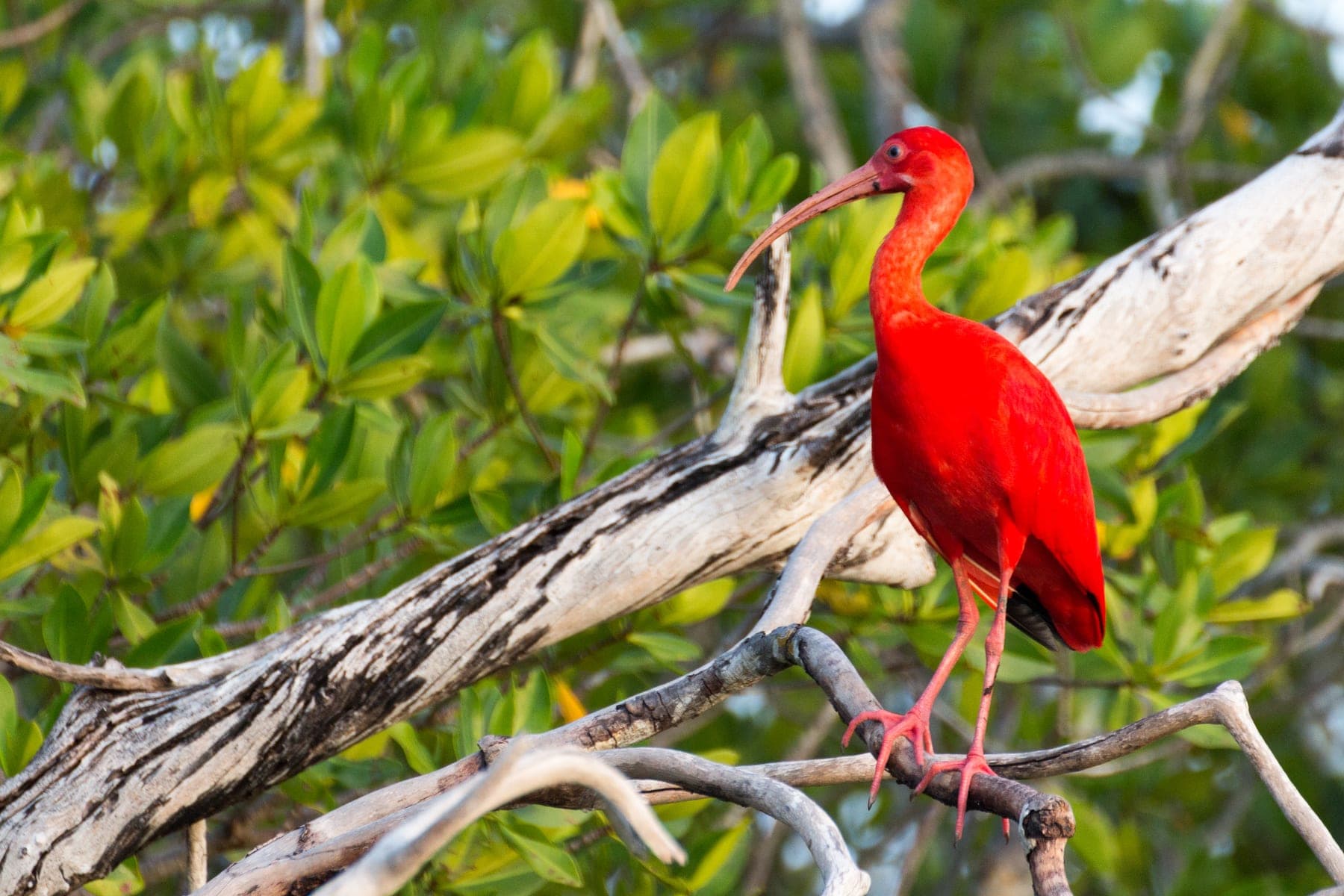 Corocoro rojo posado en una rama del manglar, en el Refugio de Fauna Silvestre de Cuare (Falcón)